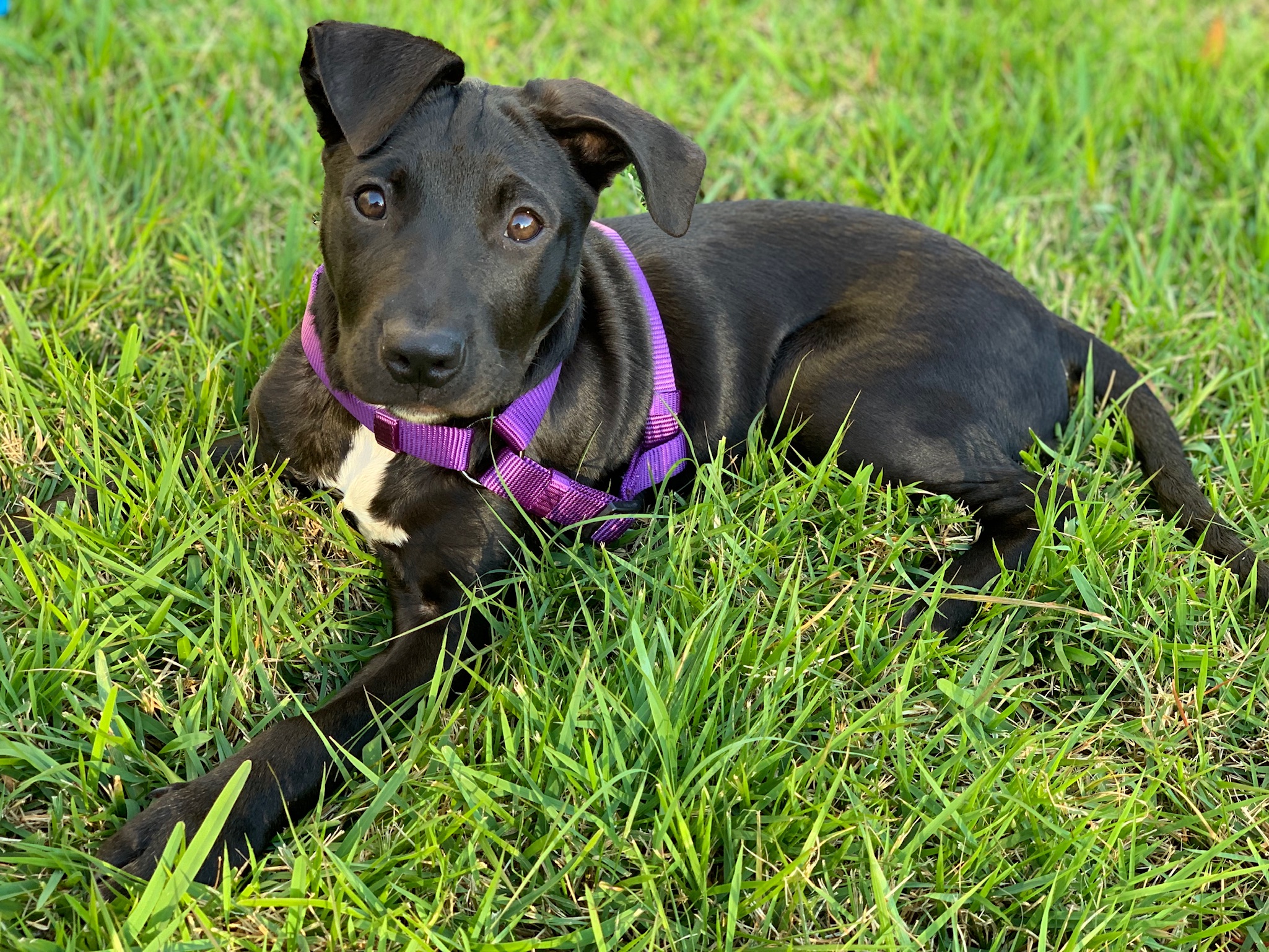 Indigo – our lab/terrier mix